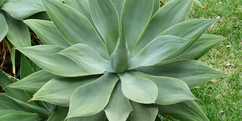 Сироп агави