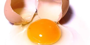 Білок яєчний