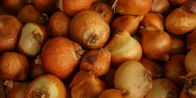 Лук репчатый