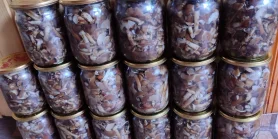 Рецепт любимых украинских маринованных грибов — опят